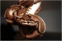 tra snake.jpg