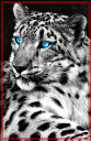 snowleo.png