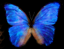 Blue_Butterflmizy.png