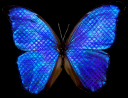 Blue_Butterfly.png