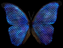 Blue_Butterflymmm.png