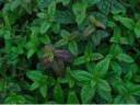 BeFunky_fal2007_spearmint.jpg