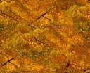 autumn-foliage-gold.jpg