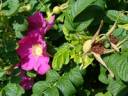 rose-hips.jpg