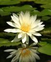 bluevein-lily.jpg