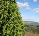 cliff-ivy.jpg