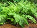 common-cyphrus-ferns.jpg