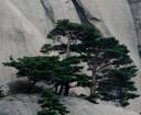 crag-firs.jpg