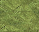 olive.png