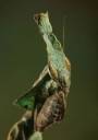 bark mantis.jpg