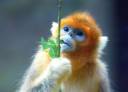 magic monkey.jpg