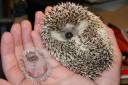 mama-and-baby-hedgehog-big.jpg