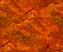 darkorange.png