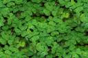 seamless_shamrocks.jpg