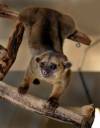 kinkajou_JFB2128.jpg