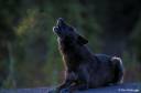 black wolf.jpg