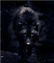 BlackWolf.jpg