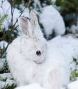 Snowball1.jpg