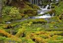 Big Spring Creek tumbling through moss-Horz.jpg