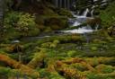 Big Spring Creek tumbling through moss-Horz.jpg