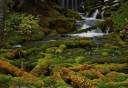 Big Spring Creek tumbling through moss-Horz.jpg