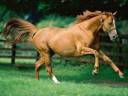 chestnut horse.jpg
