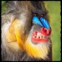 mandrill-snarl_2110219i.jpg