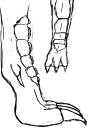 Paw.jpg