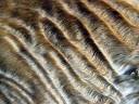 Wavy_fur_of_a_Devon_Rex_cat.jpg