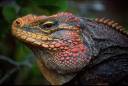 Iguana Sulphor.jpg