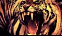 Angry_Tiger_by_ADYD-600.jpg
