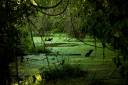 Green-Swamp2.jpg