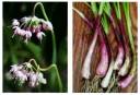 Wild onion and garlic.jpg