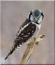 Hawk Owl.jpg