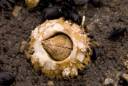 115_1barnacles.jpg