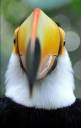 ToucanOffice.jpg