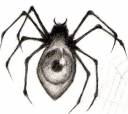 spider_eye_by_ladyiceblink.jpg