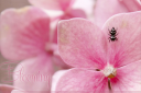 Blooming1.png
