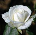 White Rose.jpg