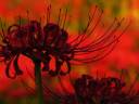 Spider Lily (Lycoris Radiata).JPG