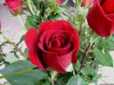 Red Rose.jpg