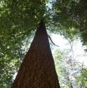 Tall_tree_in_California.jpg