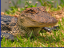 Small-Alligator_Avery-Island.png