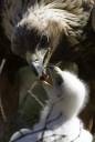 eagle and chick.jpg
