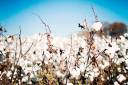 cotton3.jpg