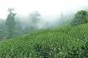 green-tea-leaves-2-1024x6821.jpg