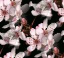 cherry_blossom_black_400.jpg