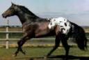 Ravian horse.jpg