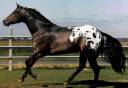 zavian horse.jpg