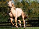 cream horse.jpg